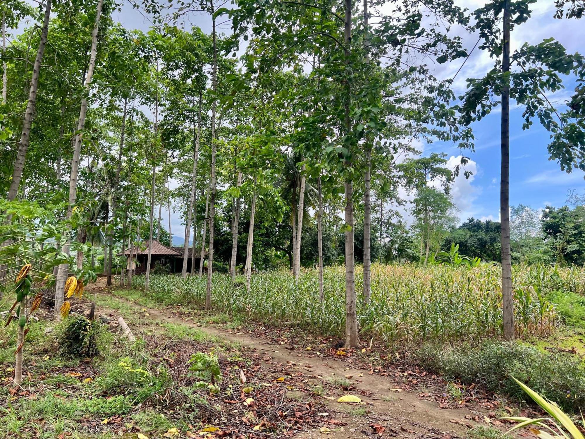 Pohon Purba Resort & Restaurant Labuhan Pandan エクステリア 写真